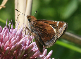Zabulon Skipper